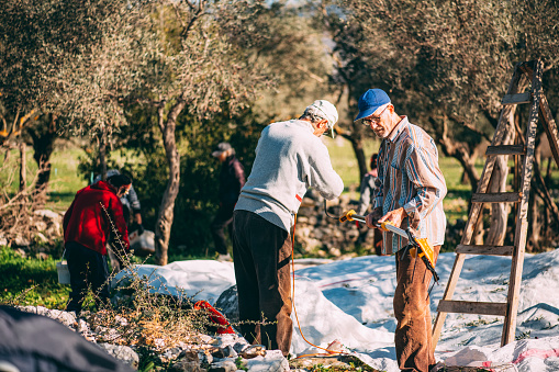 Family Members Harvest Olives