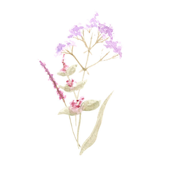 delikatny bukiet dzikich kwiatów. ilustracja akwarelowa tła. - invitation tea flower bouquet stock illustrations
