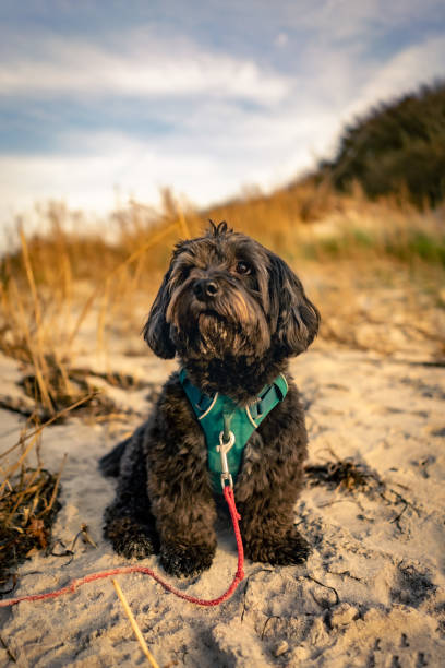 istock Havanese dog on the beach 8 1364907789