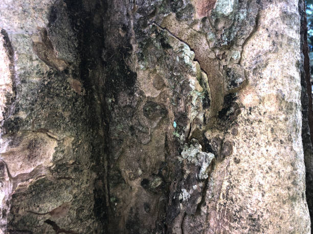 istock Close up of tree trunk grunge natural. Trunk texture background 1364907841