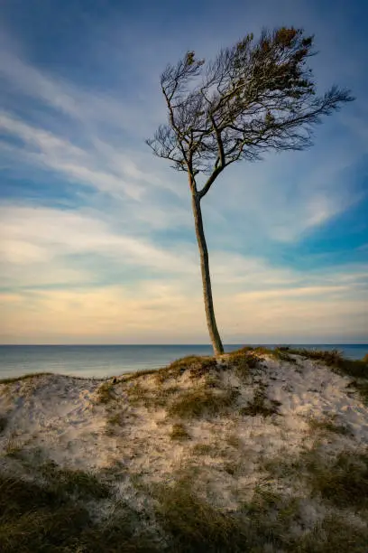 Single tree in the dunes of West beach in Prerow