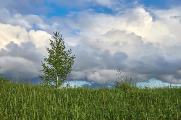 istock Lonely birch on the background of clouds. Spring and summer landscape. 1364908748