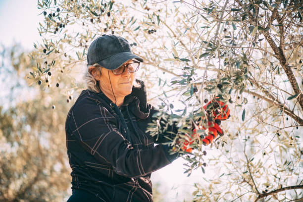 istock Senior Woman Harvesting Olives 1364908932