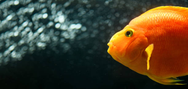 istock Orange parrot fish in the aquarium. (Red Parrot Cichlid). Banner 1364909006