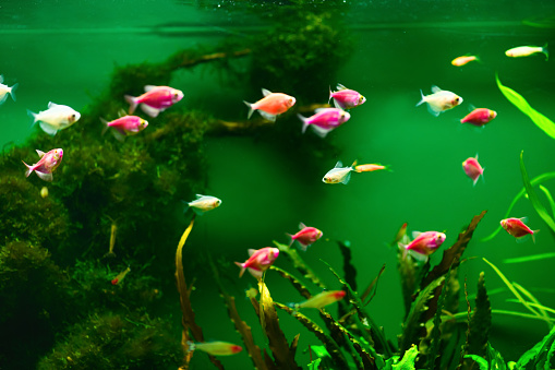 Ornatus Fish and Ternary in Aquarium on a green background. Glofish tetra. Gymnocorymbus Ternetzi