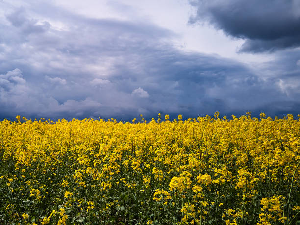 istock Aerial view of spring rapeseed flower field 1364909971