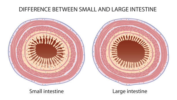 разница между тонкой и толстой кишкой - mucosa stock illustrations