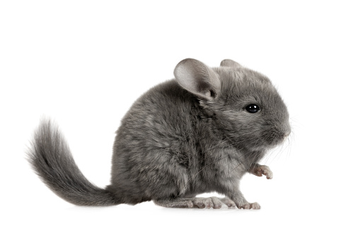Cute little two month old grey chinchilla isolated on a white background\