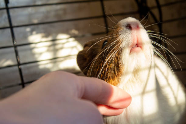 il miglior animale domestico di sempre: porcellino d'india - guinea pig pets child stroking foto e immagini stock