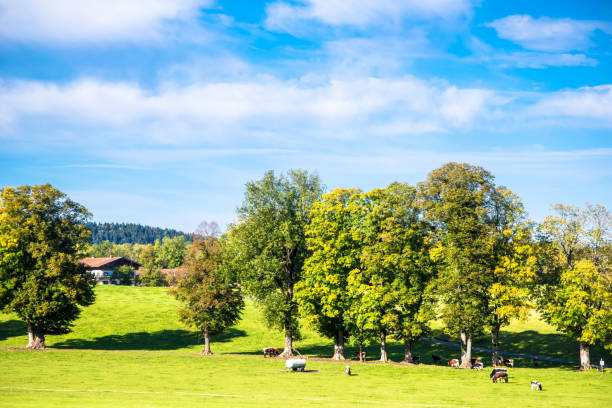 istock trees with the beginning of autumn foliage under a blue sky 1364912330