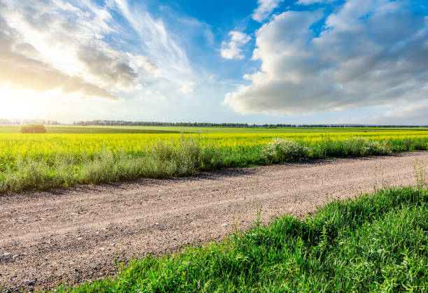 istock Empty road and green farmland landscape in spring 1364912384