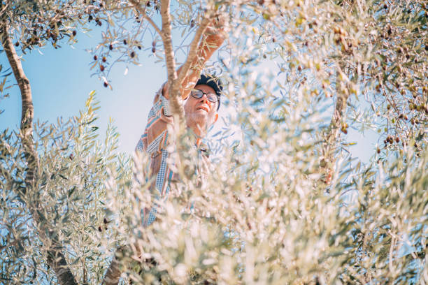 Senior Man Harvesting Olives