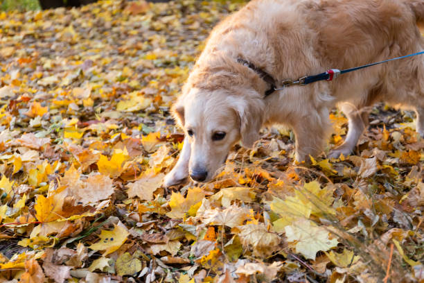 golden retriever en un paseo por el parque de otoño - golden retriever dog autumn leaf fotografías e imágenes de stock