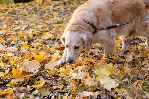 A retriever dog on a leash walks along a forest path near the feet of its owner