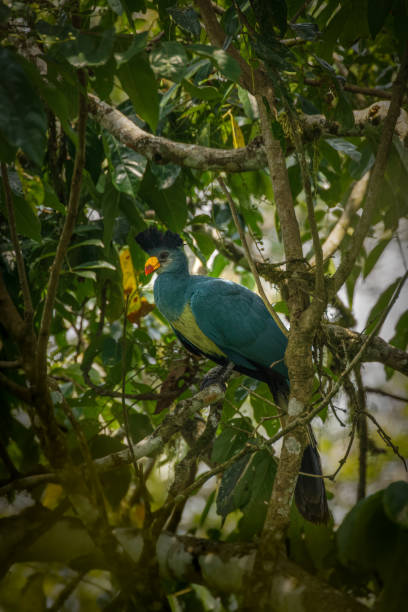 istock Great Blue Turaco ( Corythaeola cristata), Kibale National Forest, Uganda. 1364913653