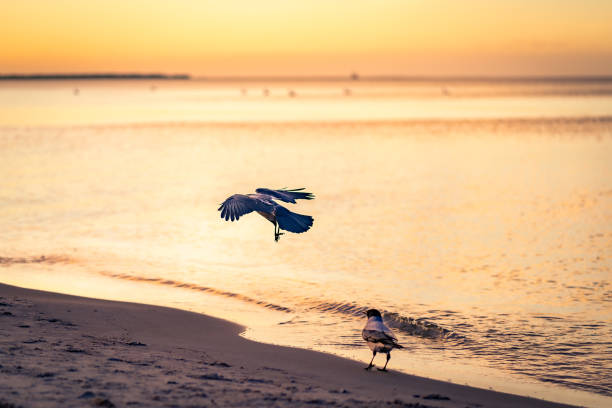istock Birds at Baltic Sea in Prerow 18 1364913659