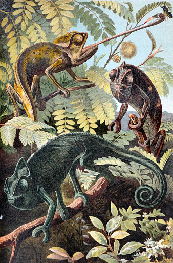 Chameleon collection hand drawn in full color vintage illustration. tropical botanical plants and animals in a setting for an poster or wallpaper.