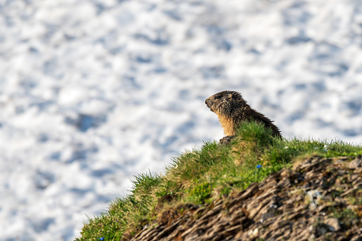 A marmot is enjoying the morning sun in the Swiss mountains