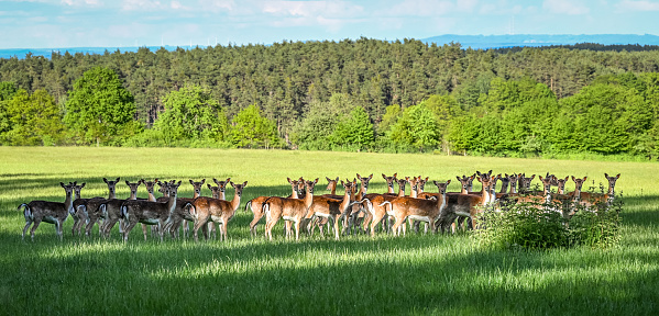A large group of deer on an open field of grass