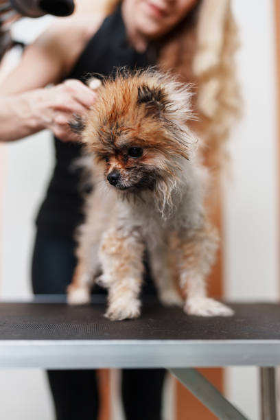 istock Professional dog grooming 1364915458