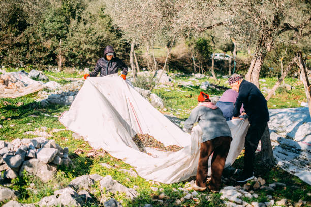 Family Members Harvest Olives