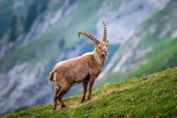An alpine ibex in the Swiss mountains in Appenzellerland