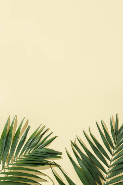 istock Natural green palm leaf with sun shade on light yellow. Summer minimal concept, beautiful daylight 1364916507