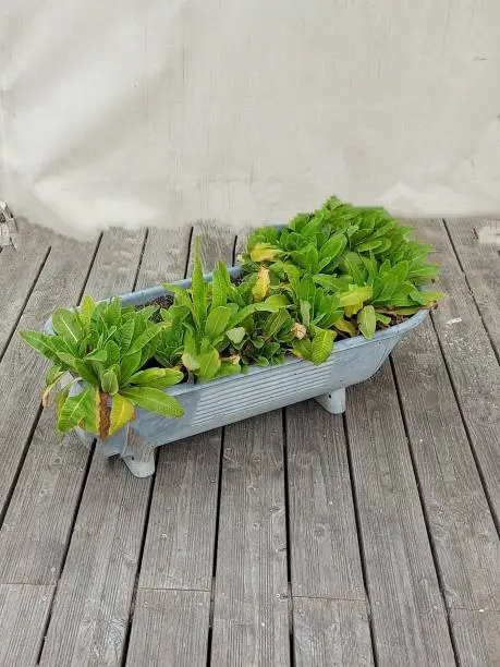 Photo of plants in an old zinc bathtub