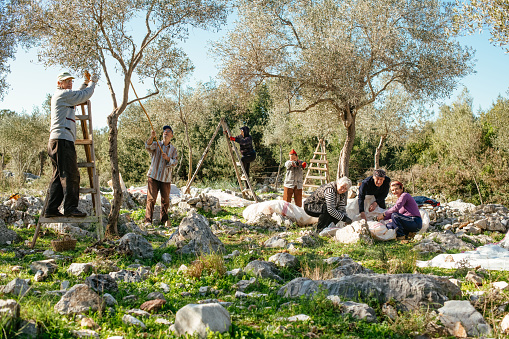 Family Members Harvest Olives