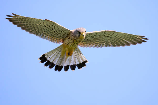 Common Kestrel in Flight A male Common Kestrel hovering in the air while observing the ground below for potential prey. falco tinnunculus stock pictures, royalty-free photos & images
