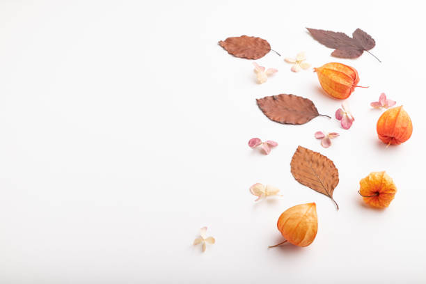Cape gooseberries or physalis fruits with their pods - white background