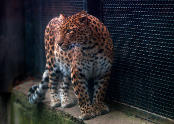 The leopard tiger is cute and speed wildanimal in zoology.