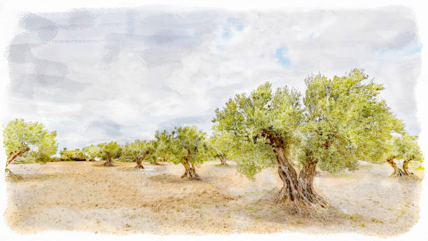 Olive grove landscape in digital watercolours