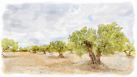 Olive trees in the countryside on a cloudy day in digital watercolours