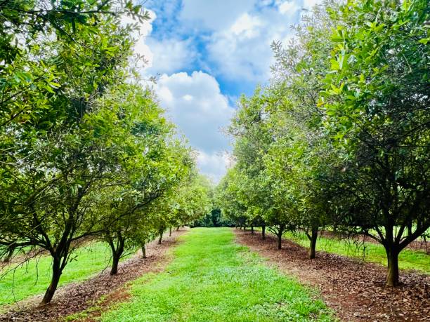Macadamia Orchard in Summer stock photo