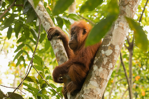 Sumatra orangutan, Pongo abelii resting in a high tree in the jungle in the Mount Leuser National Park close to Bukit Lawang in the northern part of Sumatra