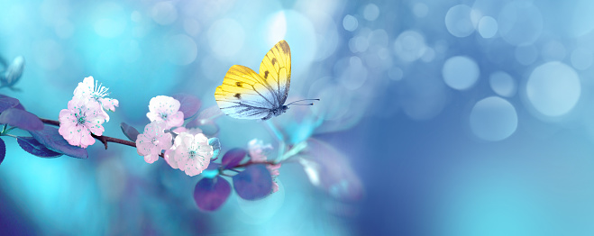 Beautiful blue yellow butterfly in flight and branch of flowering apricot tree in spring at sunrise on light blue and violet background macro. Elegant artistic image nature. Banner format, copy space.