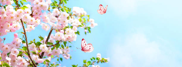 istock Branches blossoming cherry on background blue sky and fluttering butterflies in spring on nature outdoors. 1364923244