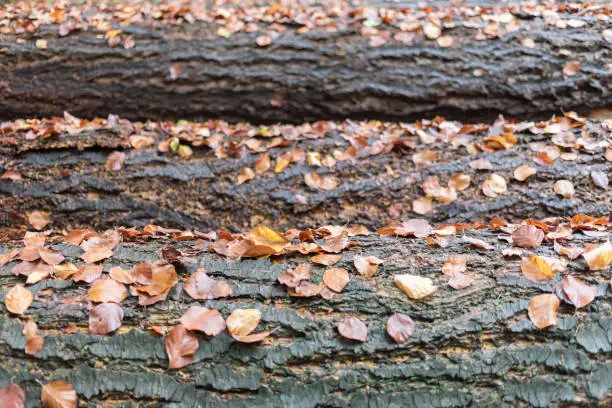 autumn leaves on lying tree trunks