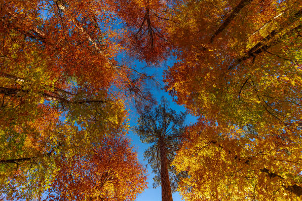 istock Trees and Sky in Autumn 1364923275
