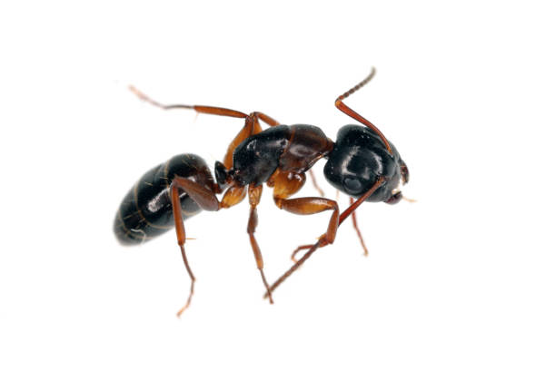 istock Ants of the genus Camponotus. Isolated on white background. 1364924621