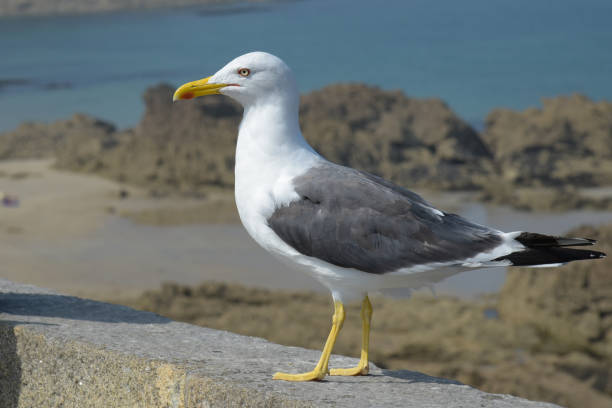 istock view on a gull in the sea side 1364926276