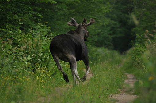 Moose (bull) in the forest. Wild Moose in the nature habitat.