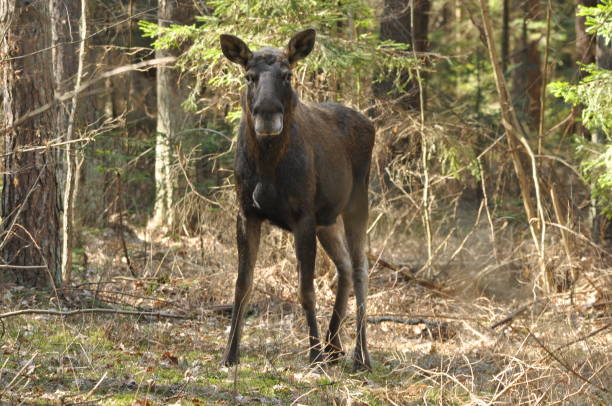 istock Moose, a large mammal with long legs foraging in the forest 1364927277