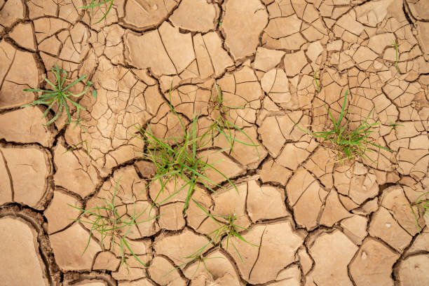 istock texture of dry mud on arid ground with cracks and growing grass. 1364927795
