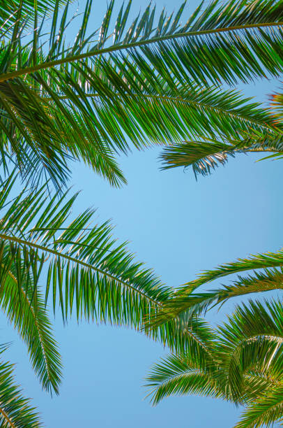 istock Tropical palm leaves background 1364928720