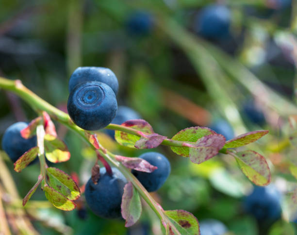 large blueberry hurtleberry berry on a twig close-up large huge blueberry berry on a bush - close-up, macro background blueberry autumn bush northblue blueberry stock pictures, royalty-free photos & images