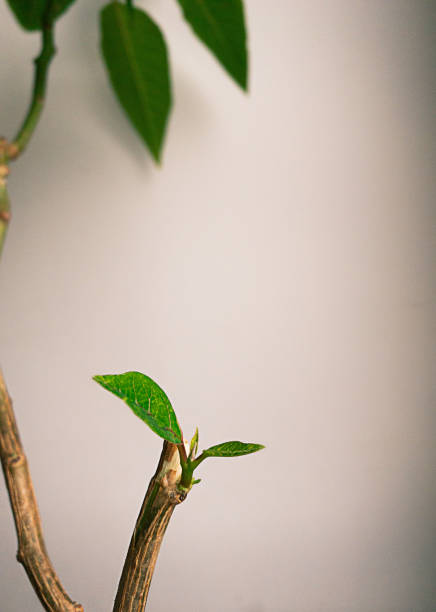 istock emergence of a new plant 1364930472