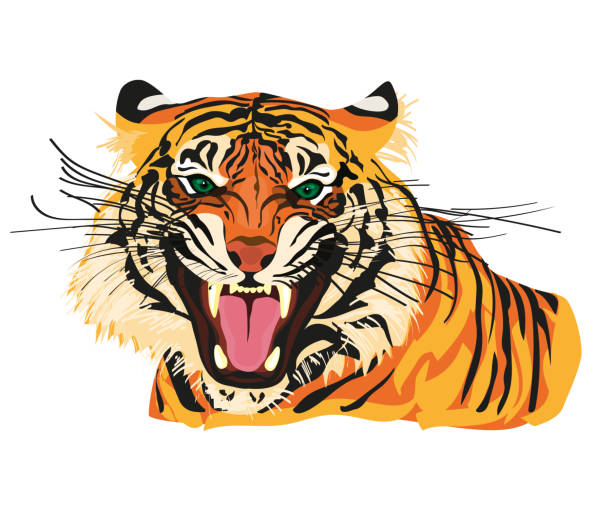Amur tiger goes isolated on white background. Vector tiger side view. Endangered animal Tiger vector hand drown illustration isolated. Big wild cat. Siberian tiger Amur tiger - Panthera tigris altaica or Bengal tiger. Tatoo sign. symbol of chinese new year. animal. wildlife siberian tiger tattoos clip art stock illustrations