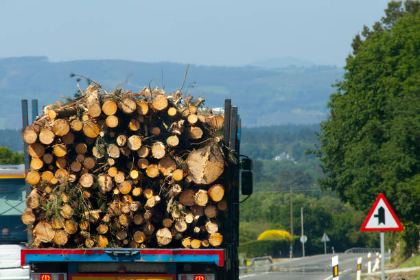 Rear view of truck loaded with logs on the road. Timber industry. Galicia, Spain. Landscape, forest in the background.